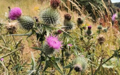 Czy ostropest można jeść na sucho?