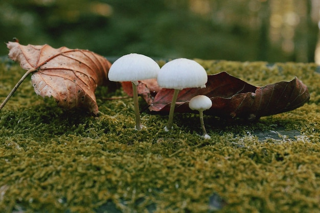 Jak rozpoznać grzybicę organizmu i kiedy warto się niepokoić?