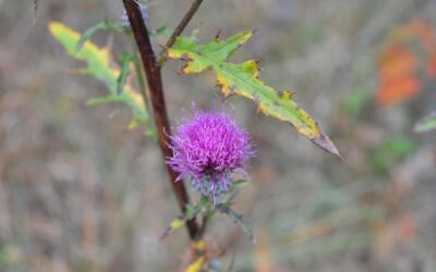 Ostropest plamisty kiedy zażywać i na co zwrócić uwagę?