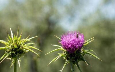 Ostropest plamisty na co służy i kiedy warto po niego sięgnąć?