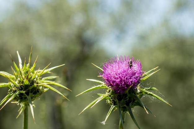 Ostropest plamisty na co służy i kiedy warto po niego sięgnąć?