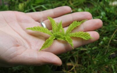 Ziele pokrzywy na co pomaga i kiedy warto je stosować?