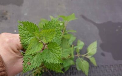 Pokrzywa do czego służy i kiedy warto po nią sięgnąć?