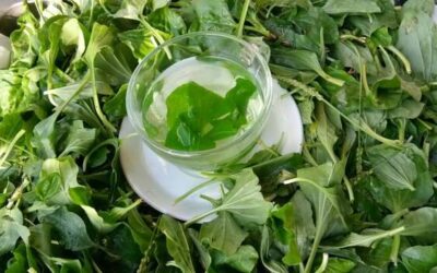 Co daje organizmowi chlorofil i dlaczego jest tak ceniony?