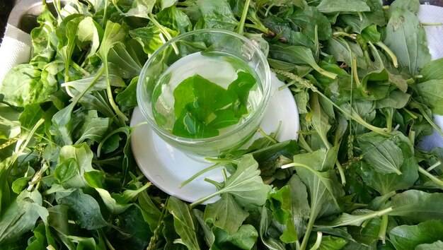 Co daje organizmowi chlorofil i dlaczego jest tak ceniony?