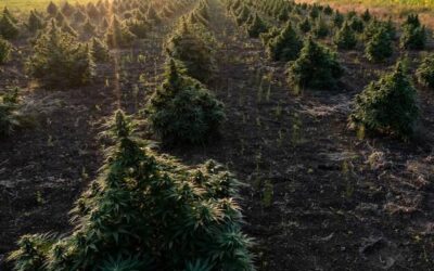 Jak zrobić olejek pichtowy w domowych warunkach?