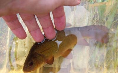 Skaza białkowa co wyeliminować z diety dziecka?