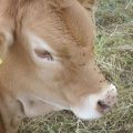 Nietolerancja białka krowiego u niemowląt objawy które powinny zaniepokoić rodziców